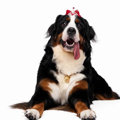 Personalized Pet Memorial Keepsake